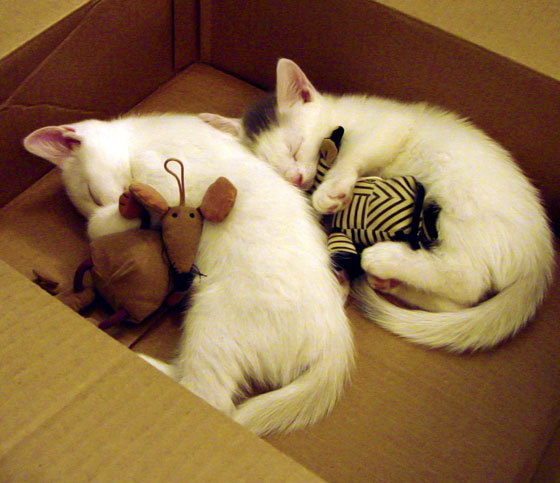 爱游戏电脑版官网-2024年混合团体世界杯：Chinese Taipei小组赛精彩表现