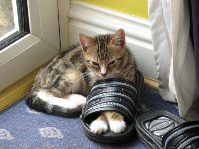 爱游戏在线娱乐官网-中国男篮全员健康备战 阵容深度逐渐增强，中国男篮备战情况