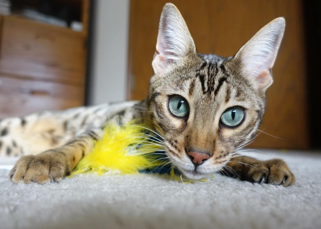 爱游戏官方网站入口登录-国家队备战投入与成效不成正比，国家队备战投入与成效不成正比的原因