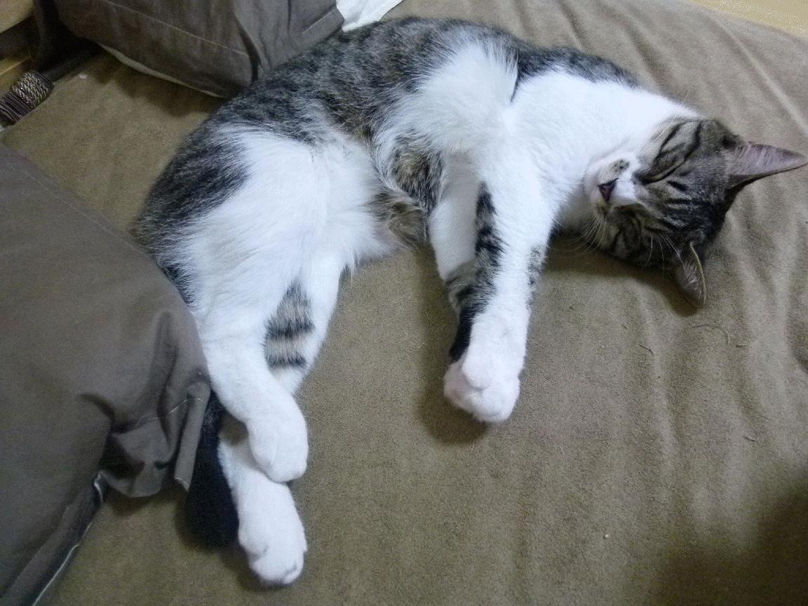 爱游戏娱乐网址-瑞典乒乓队新策略曝光,瞄准世界前五,瑞典著名乒乓球有哪些选手